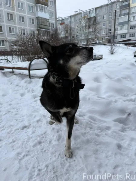 Потерялась собака - хозяева ЗА...