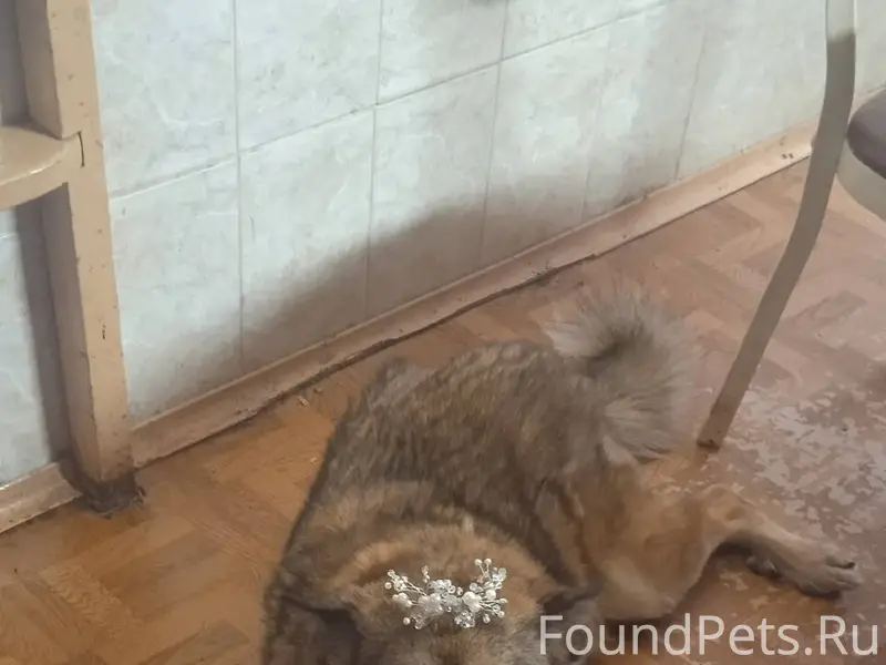 Убежал 31 декабря в 23-00...