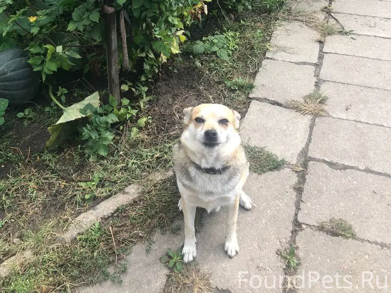 ПОМОГИТЕ НАЙТИ! Потеряна собак...