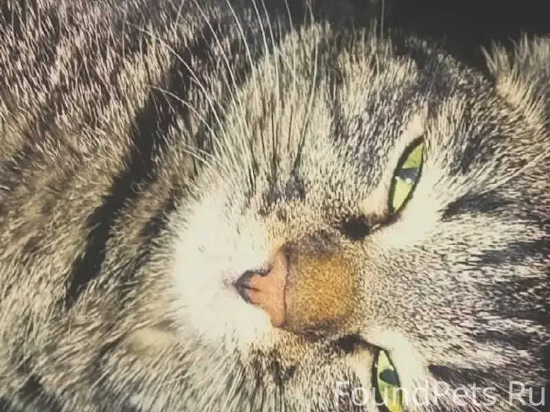 Потерялась кошка!! кто видел и...