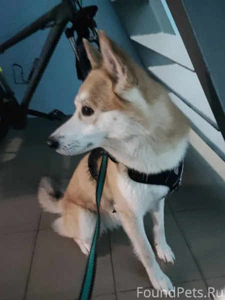 Найден молодой кобель в Новочебоксарске 