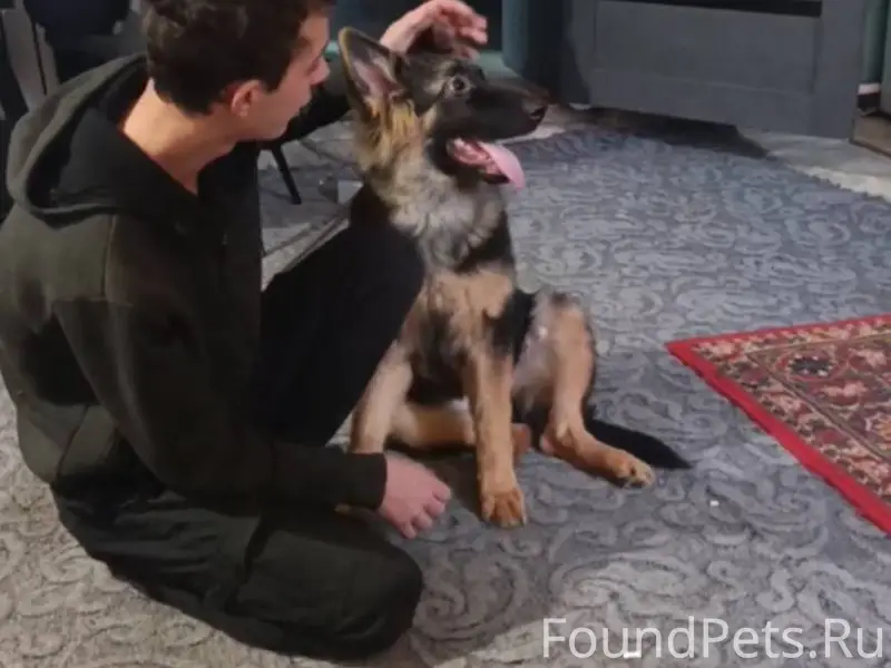 Пропала собака. Выбежала из до...