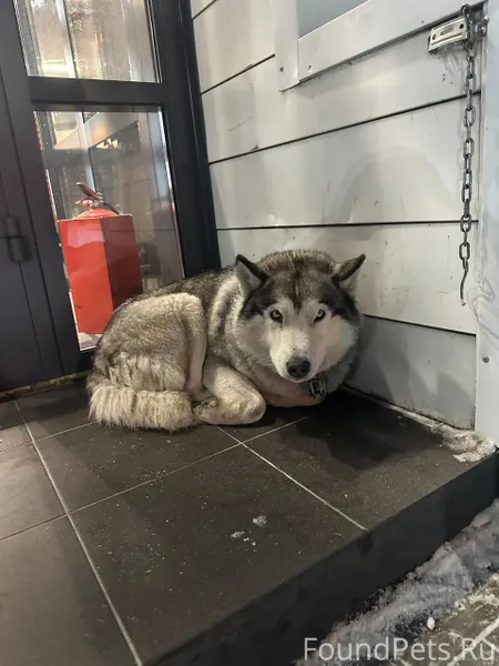 Пес в ошейнике, видно, что был...