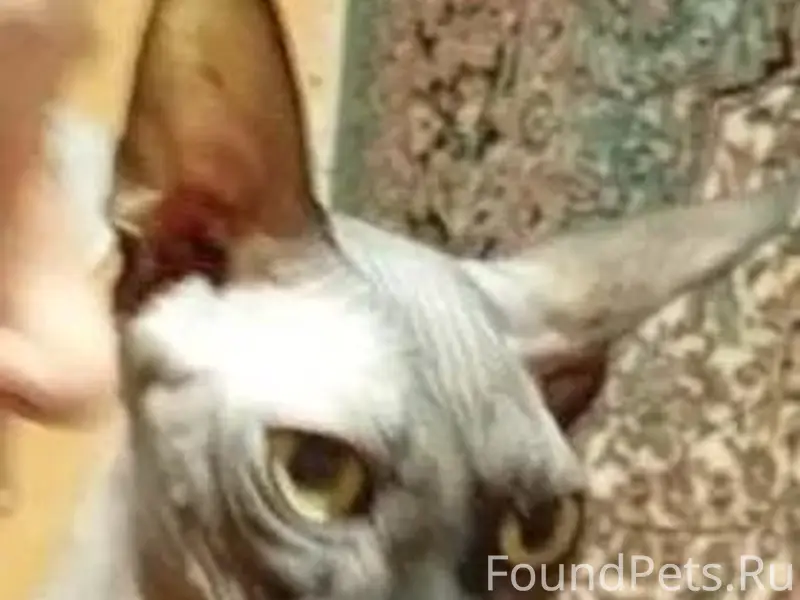 ПРИБЛУДИЛСЯ КОТ - СФИНКС!!! Ма...