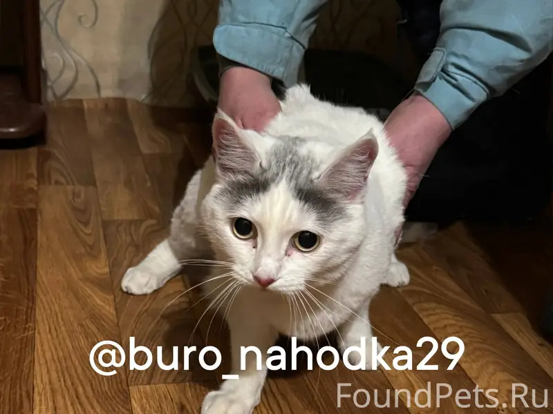 Найдена кошка в районе фактори...