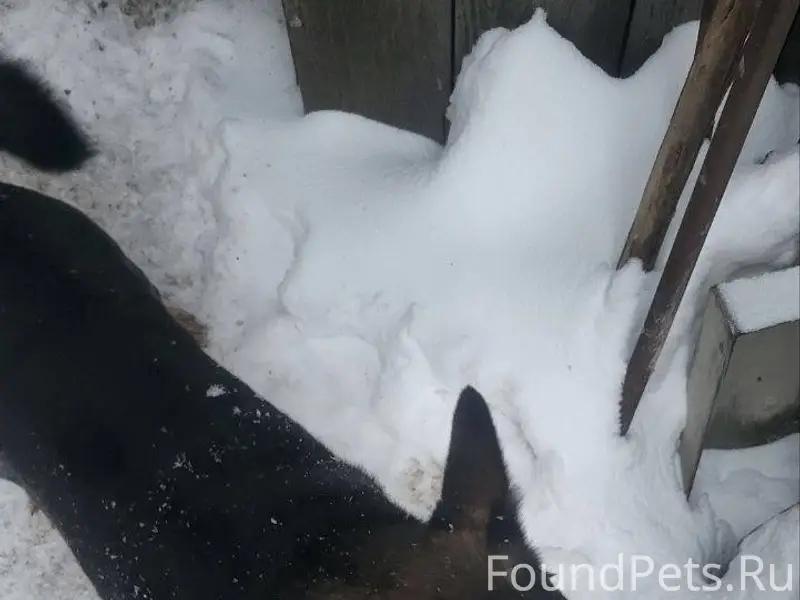 Пропала собака в районе переул...