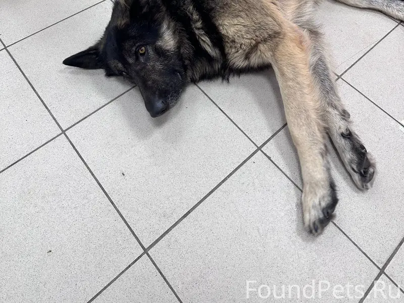 Пес воспитанный. Явно есть что...