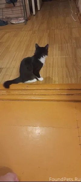 Пропал кот на ул. Первомайская...