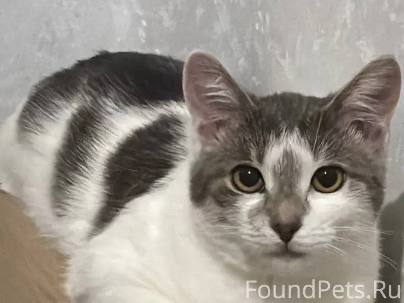 📍с. Прокудское Пропал кот, кли...