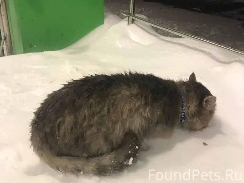 Найден кот с синим ошейником, ...