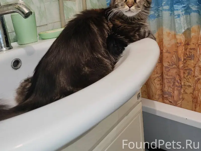 Пропала кошка, породы Мейн Кун...