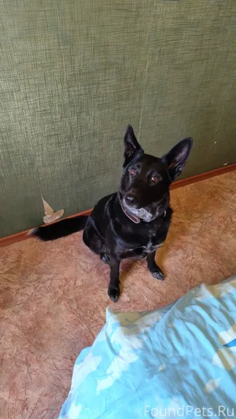 Потерялась собака кличка Багир...