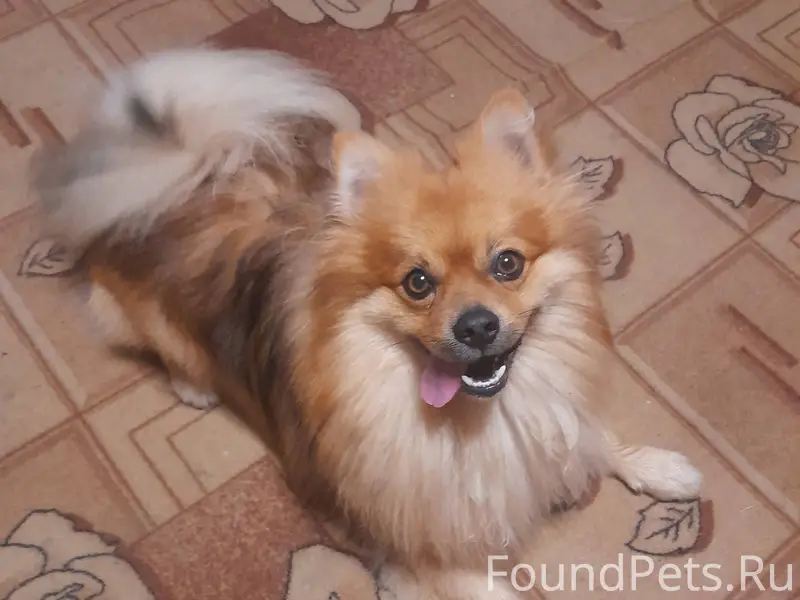 Убежала собака ,если кто то ви...