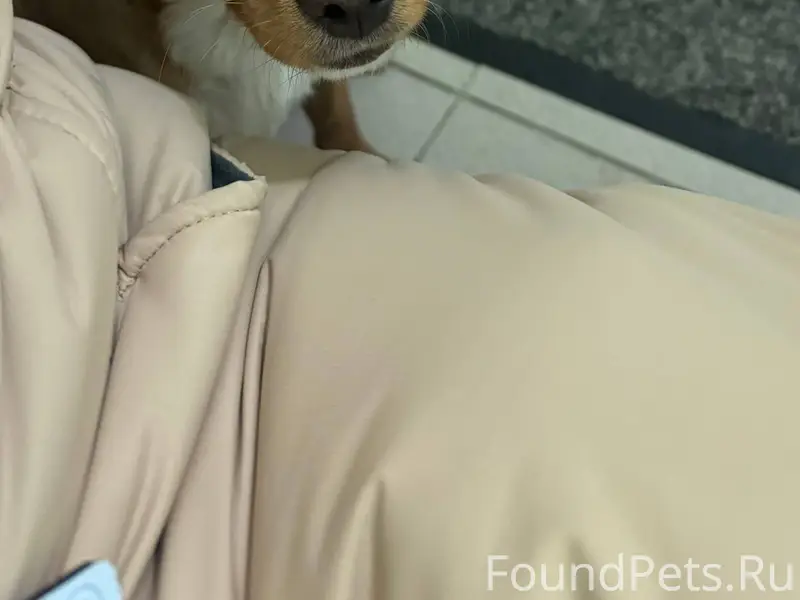 Хозяин найдись!!!!! Маленький ...