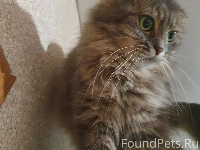 Пропала кошка, если кто видел,...