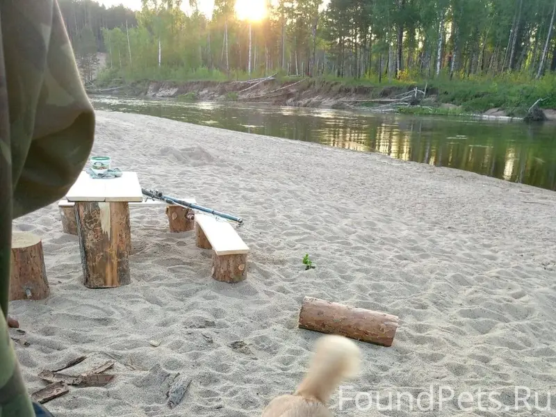 Здраствуйте! Потерялась собака...