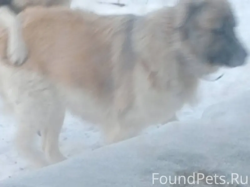 Потерялась собака в районе ста...