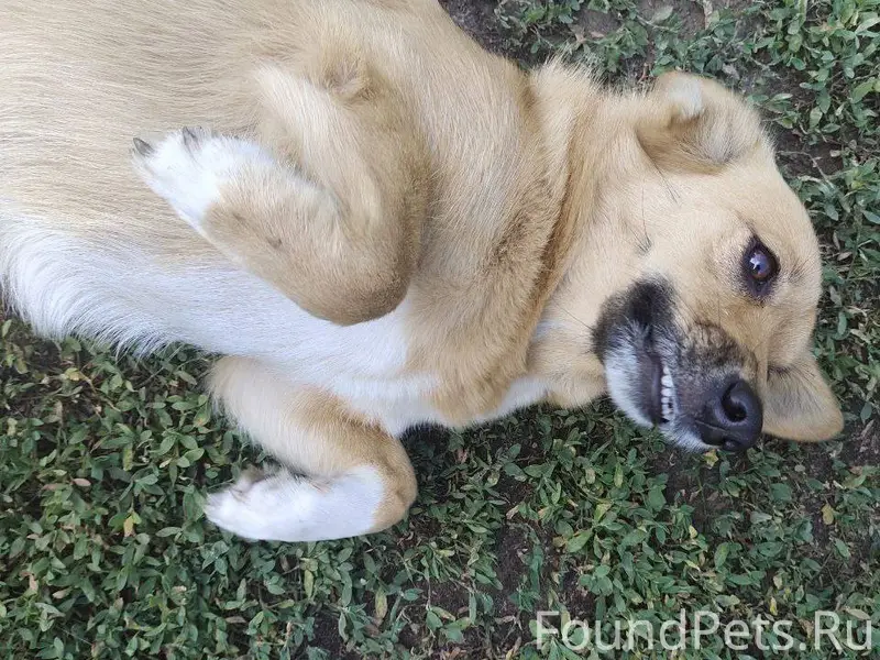 Потерялась собака в ночь с 31....