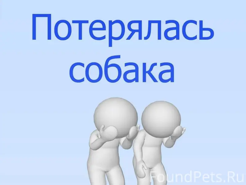 Убежала собака ,Джек Рассел ,д...