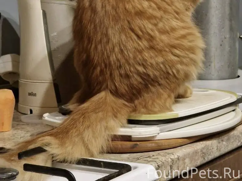 28 декабря пропал кот Раменское