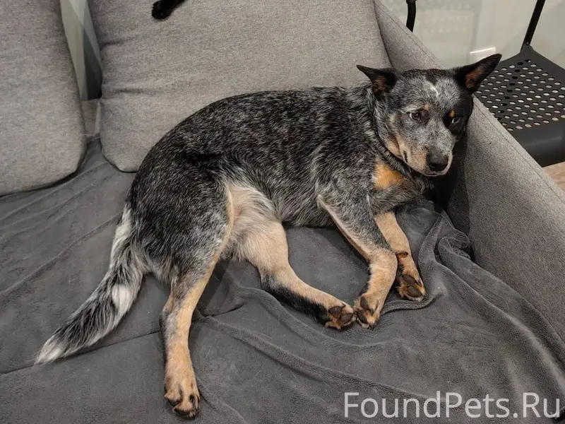 Пропала собака девочка австрал...