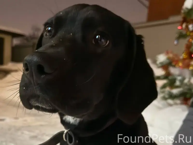 Найден щенок на станции Кашира...