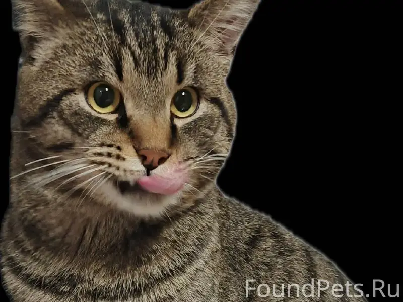 Пропал кот помогите найти откл...