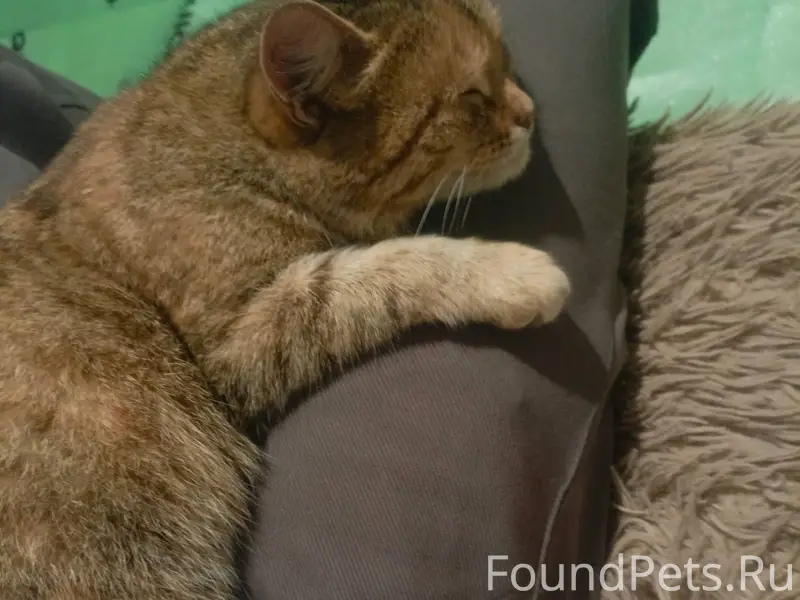 Найдена молодая кошка, по адре...