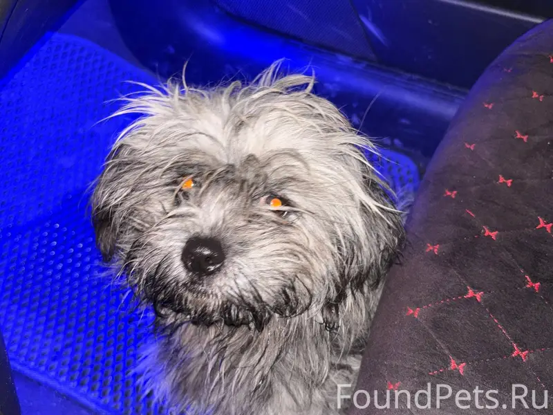 Добрый вечер. Кто потерял соба...