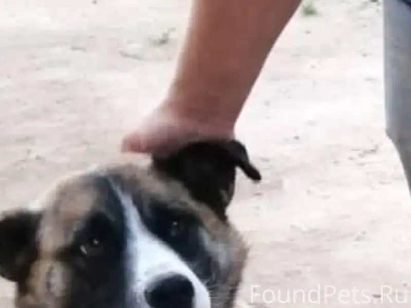 Пропала собака, не агрессивная...