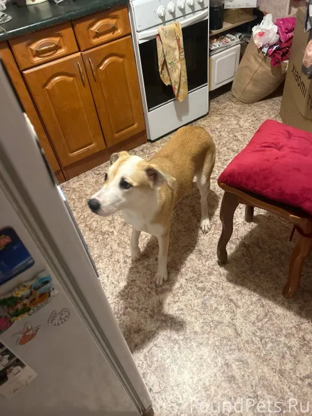 Найдена собака. Территориально...