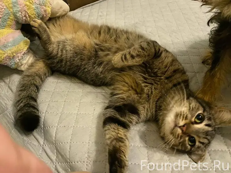 Очень ласковая кошечка Шера (т...