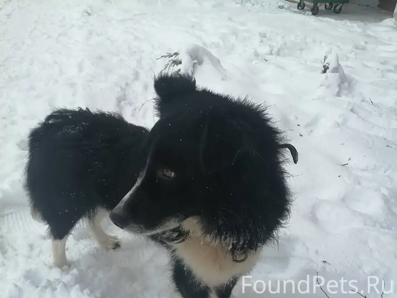 Кто потерял собаку? С ошейнико...