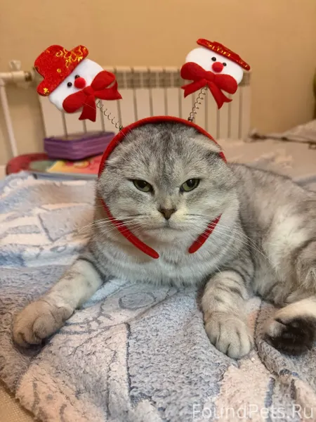 ПРОПАЛ КОТ! Улица Гоголя ,возм...