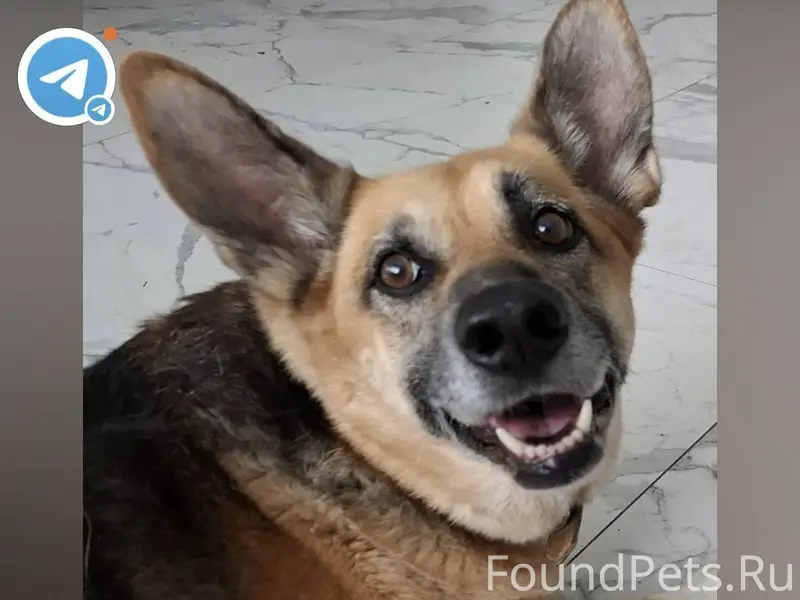 Пропала собака Тата в массиве ...