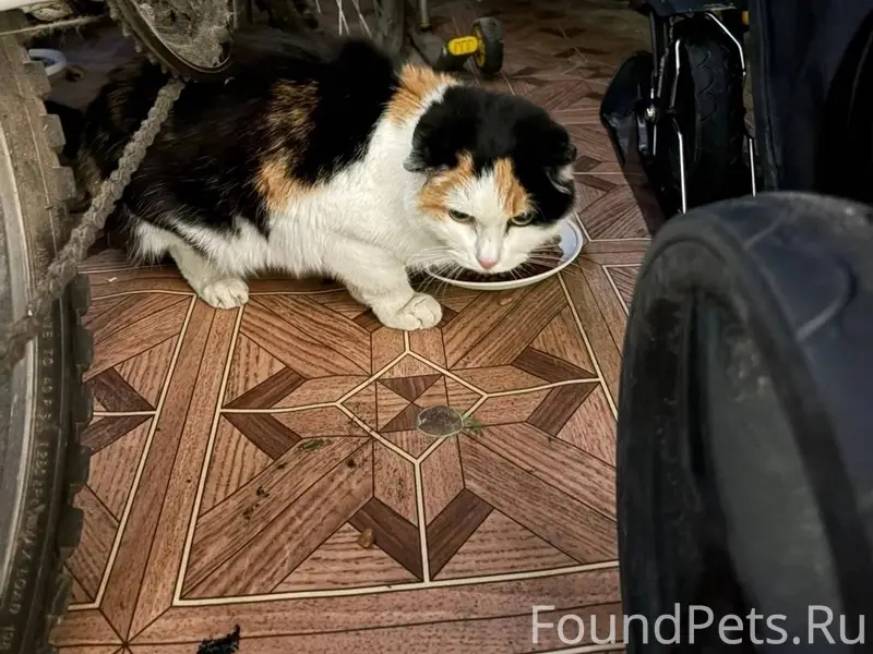 Прошу помощи в поиске кошки с....