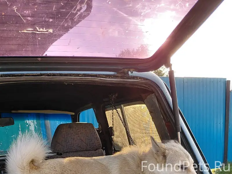 Потерялась собака,отзывается н...