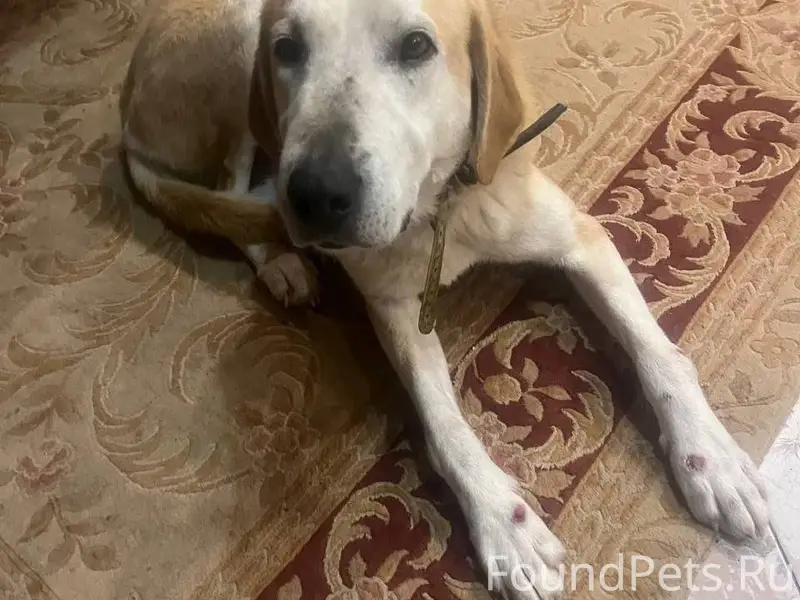 МО, г.о. Серпухов, г. Пущино.....