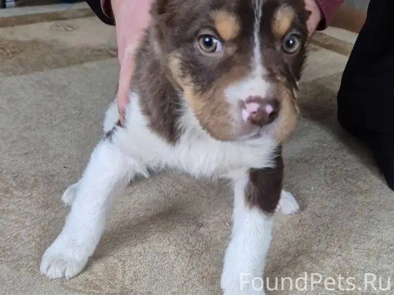 Найден щенок (девочка) на площ...