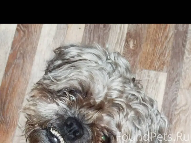 Потерялась собака! В районе мо...