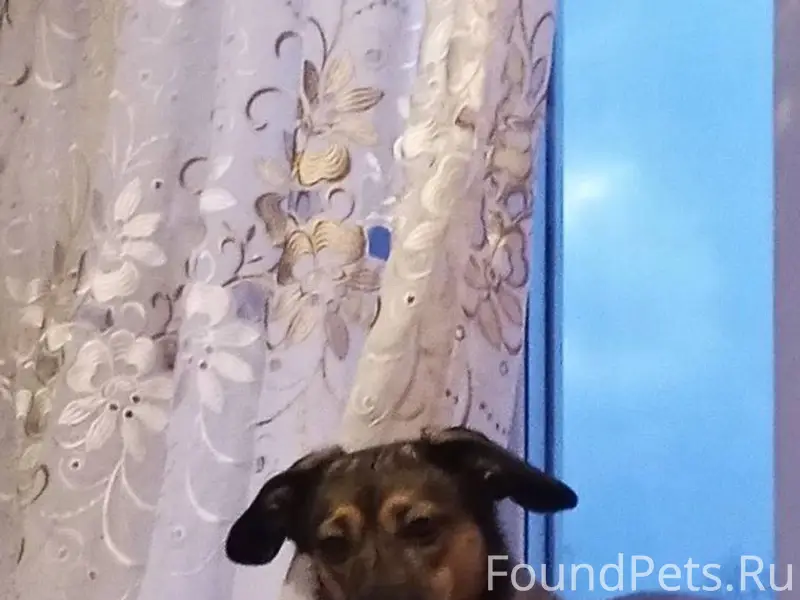 ВНИМАНИЕ! ПРОПАЛА СОБАКА-ДЕВОЧ...