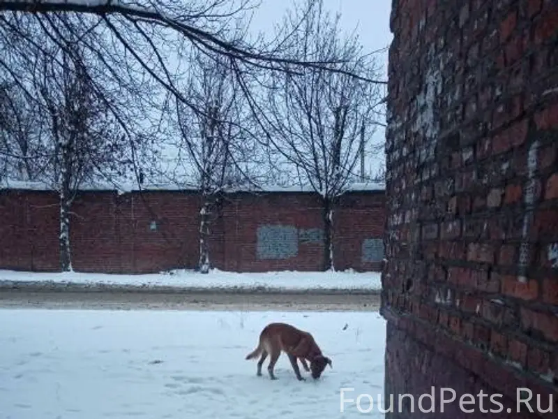 Тула район Доватора, появилась...