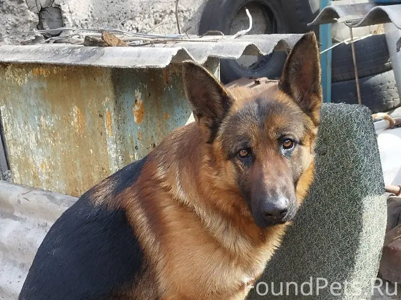 Пропала собака в районе Павлов...