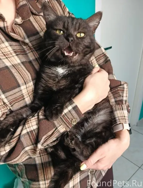 Брутальный крупный кот Альбику...