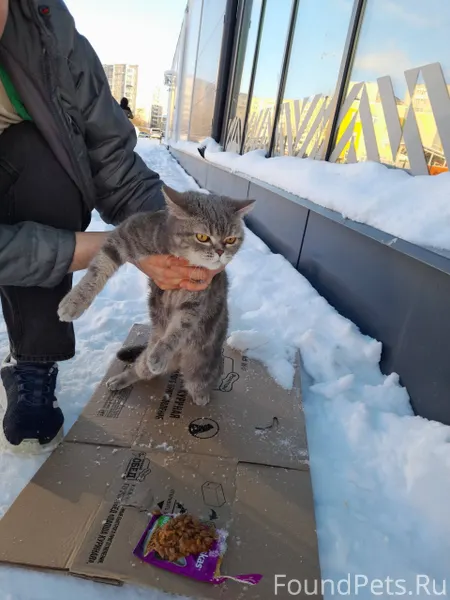 Вчера днем была найдена кошка ...