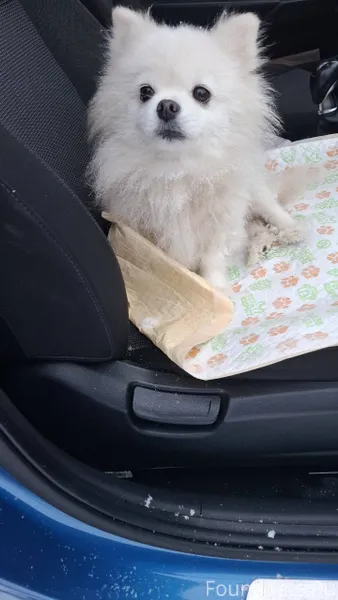 В Ковардицах найдена собака. Б...