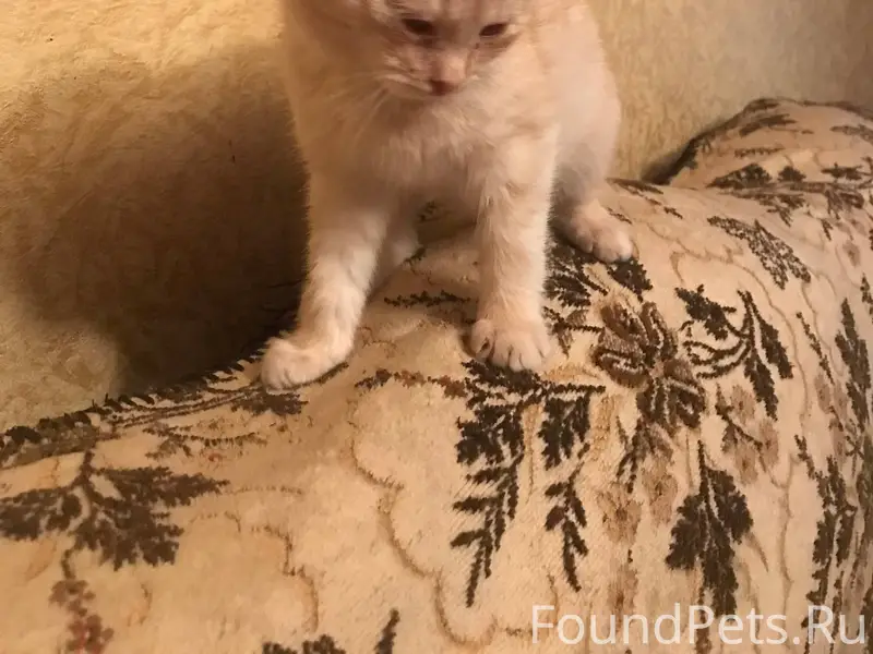 ❗️Найден на южном котёнок, при...