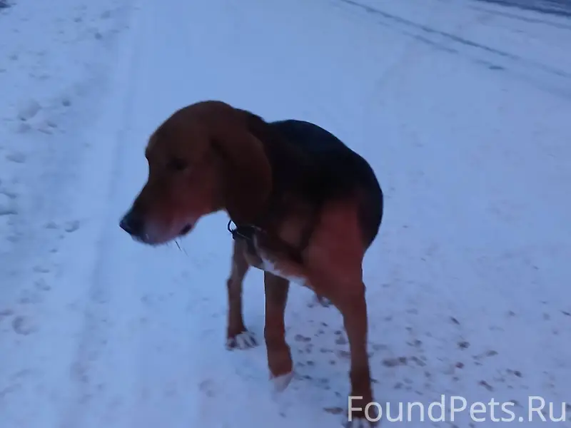 На дороге между д. Большое Зас...