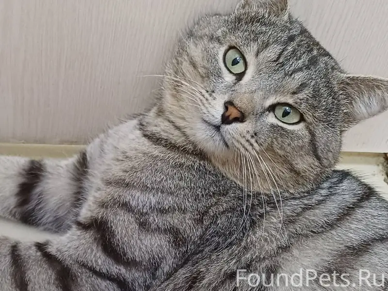 ‼️‼️‼️Пропал кот,кличка Вася‼️...