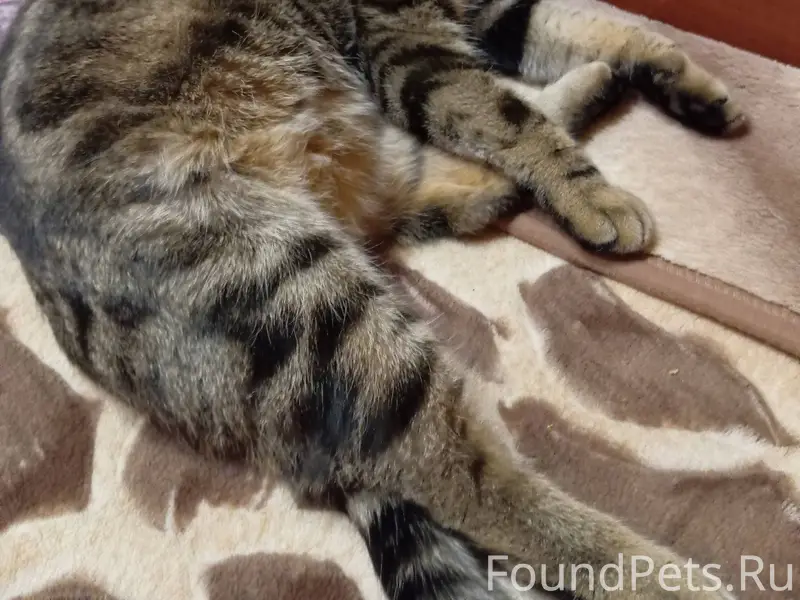 Пропал кот Марс мраморного окр...